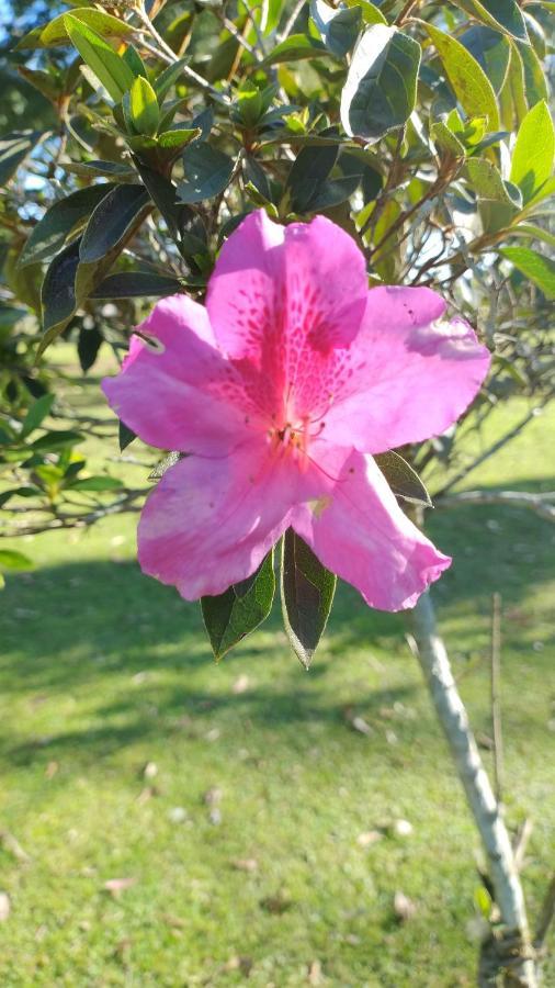 Pousada Do Sobrado Bagé 外观 照片